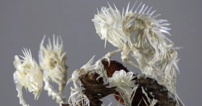 Intricate Mythically Inspired Creatures Constructed From Assorted Animal Bones