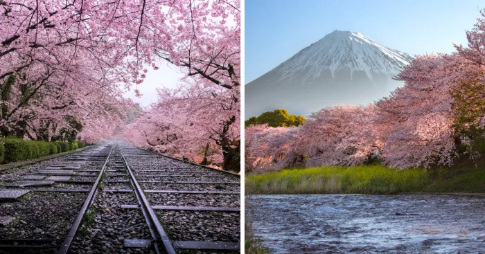 I Captured Sakura Bloom In Japan
