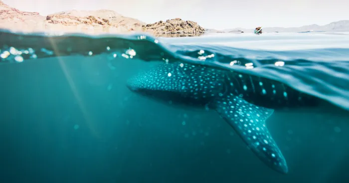 Crossed Off A Bucket List: Swimming With Whale Sharks