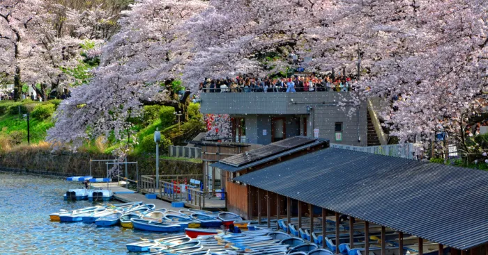 I Spent Two Weeks In Japan And I Fell In Love With This Country Where Past And Future Collide