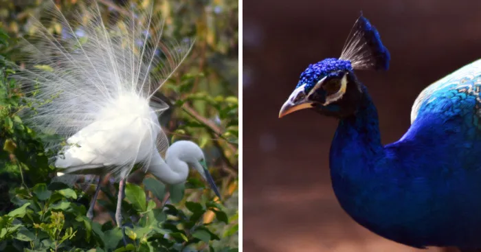 Beautiful Birds I Clicked In India