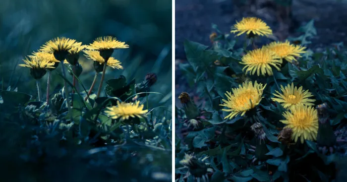I Photograph Dandelions In The Blue World