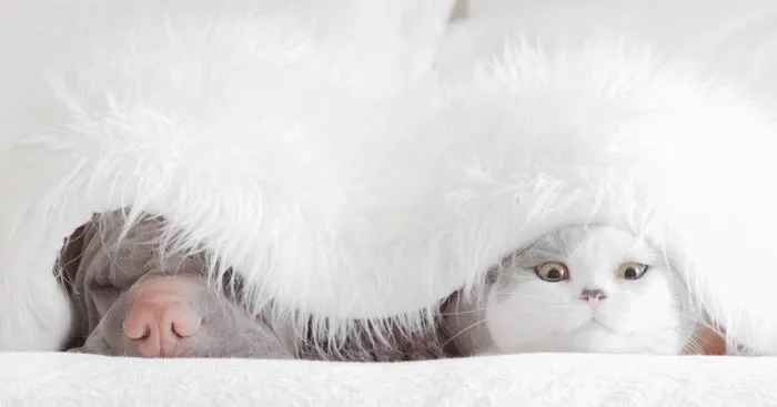 This Shar Pei Is Best Friends With A Cat, And Their Photos Are Just Too Adorable