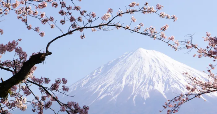 Cherry Blossoms With Mt. Fuji