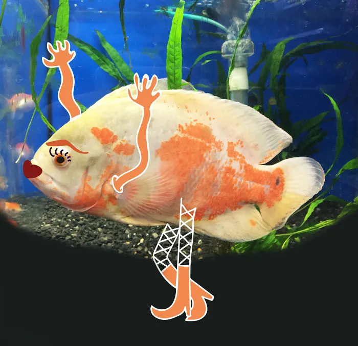 My Sassy Goldfish