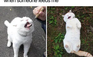 35 Happy Animal Memes That Might Make You Smile