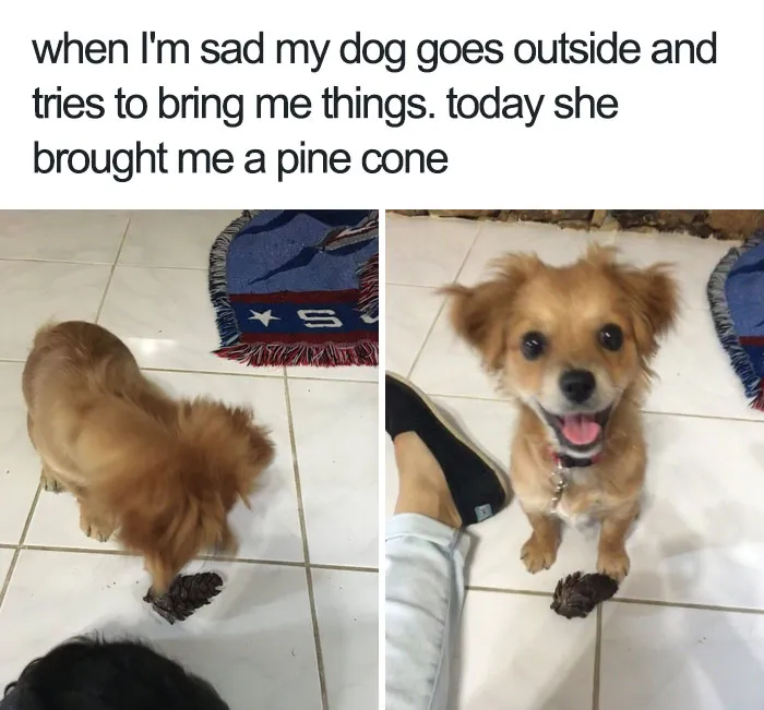 Thoughtful Pupper