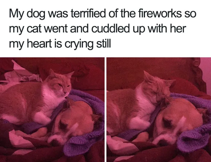 Emotional Support Cat