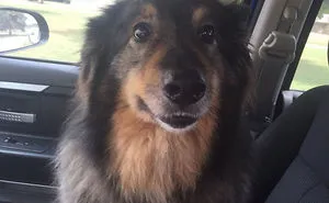 35 Happy Animal Memes That Might Make You Smile