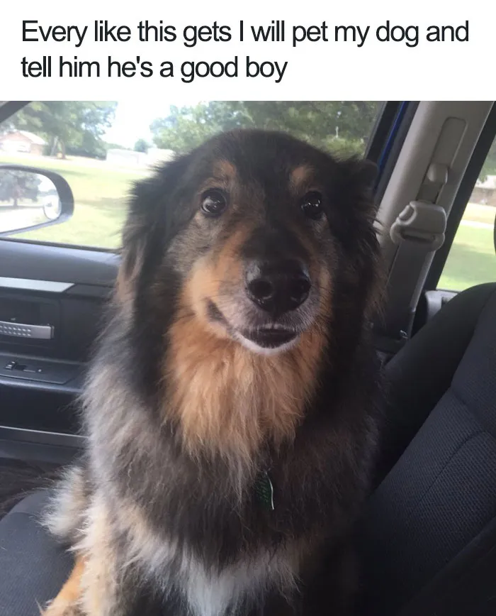 Goodest Boy
