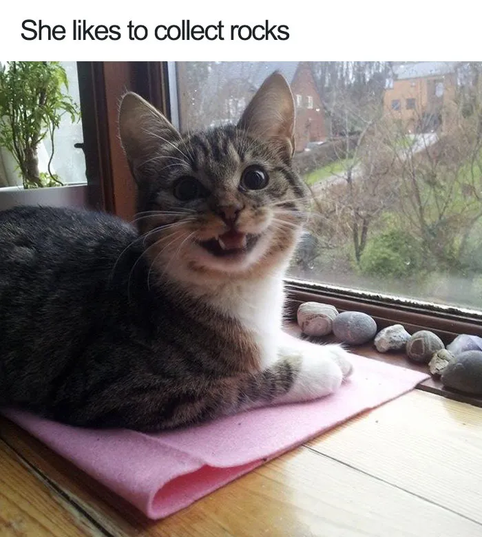 Proud Rock Collector