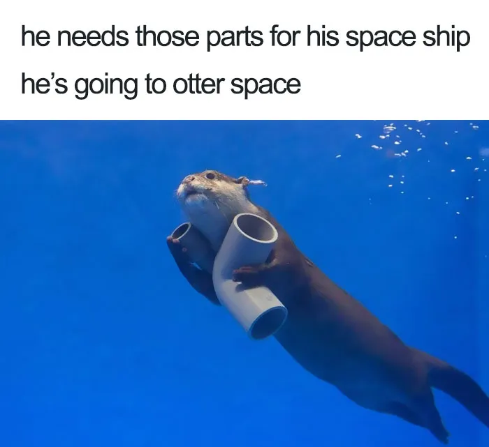 Otterly Amazing