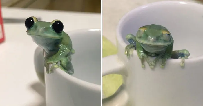 35 Happy Animal Memes That Might Make You Smile