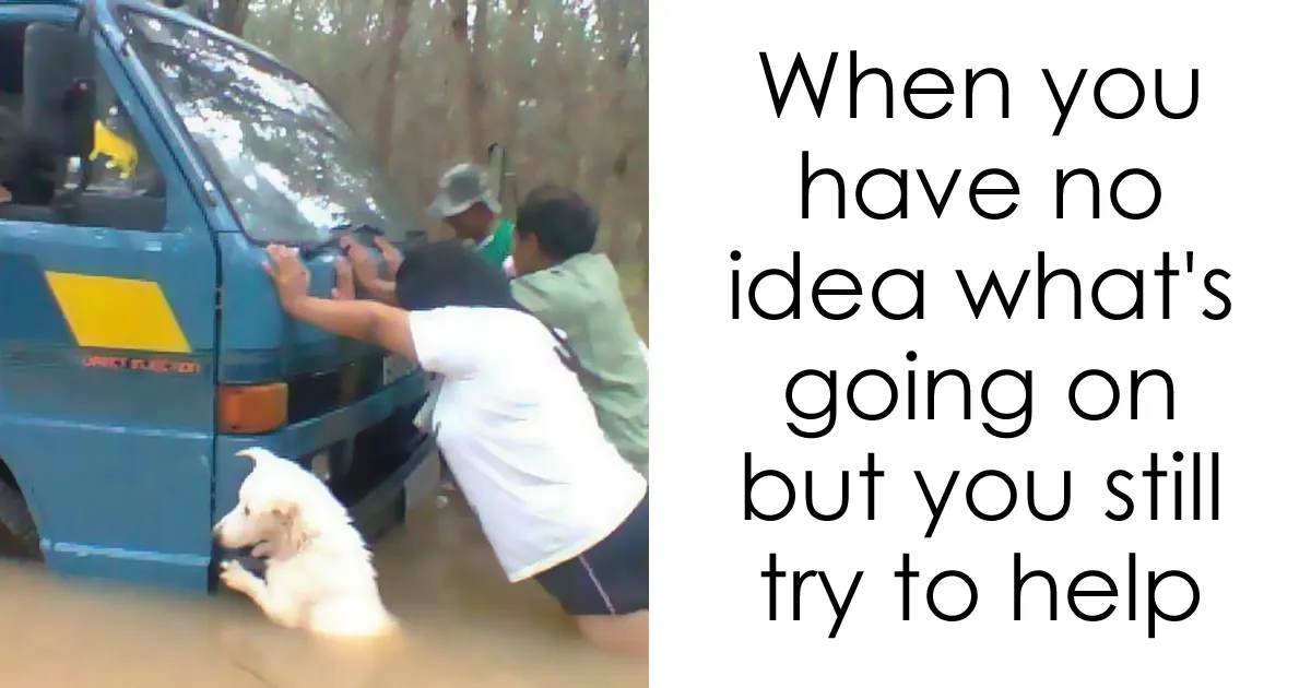 35 Happy Animal Memes That Might Make You Smile