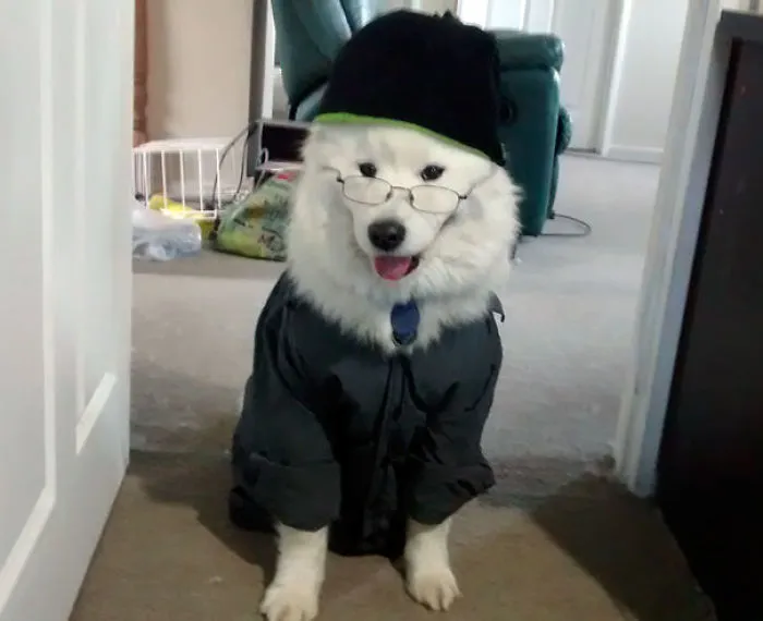5 minutos a solas con mi pareja y le hace esto al perro