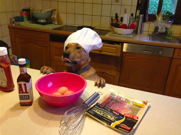 My Dad Just Posted This Picture Of My Dog On Facebook