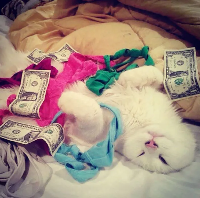 What My Girlfriend Does With My Cat While I'm At Work