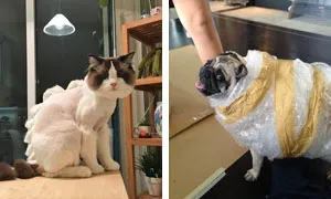 47 Pet Owners Who Regret Letting Other People Look After Their Animals