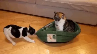 Como si al gato le importara que fuera tu cama