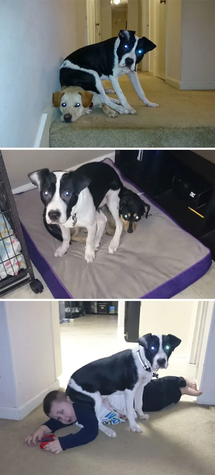This Dog Who Doesn't Give A Flip And Just Sits On Others