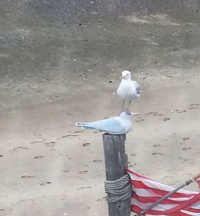 ¿Le da más igual a la gaviota de arriba o a la de abajo?