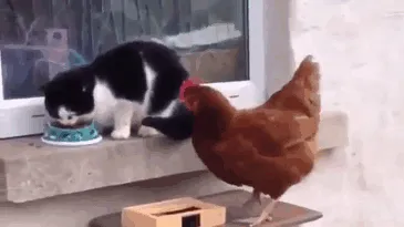 A ver si te crees que a la gallina le importa lo que haga el gato
