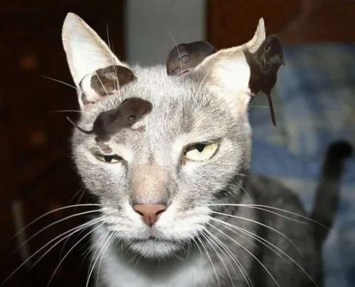 Some Cats Just Don't Give A F*ck