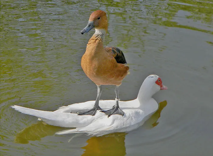 Que le den al otro pato