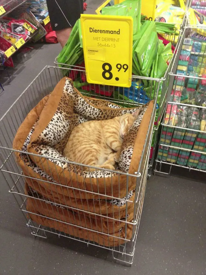 En esta tienda de mascotas, el gato ha decidido que todas las camas son para él