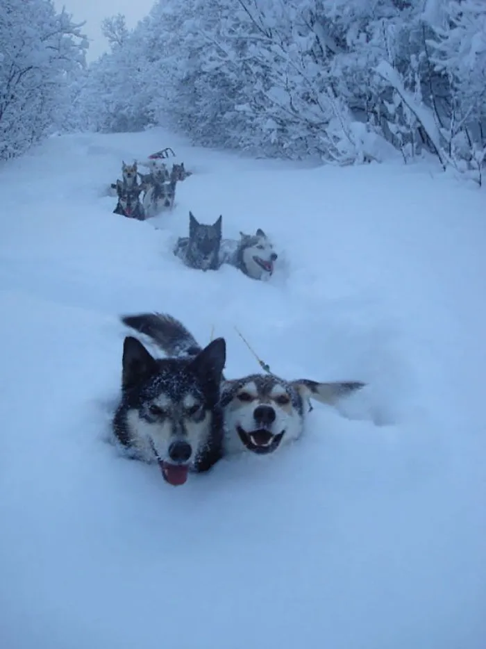 We Lost The Dude In The Sled About A Mile Back, But Who Cares, We're Having Too Much Fun