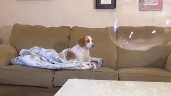 No impresionas al perro con esa m*erda