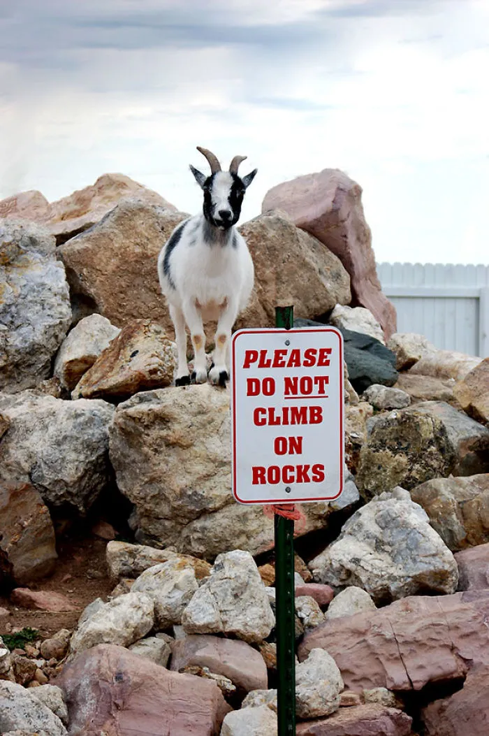 This Goat