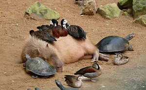 30 Animals Who Absolutely Don't Give A Damn