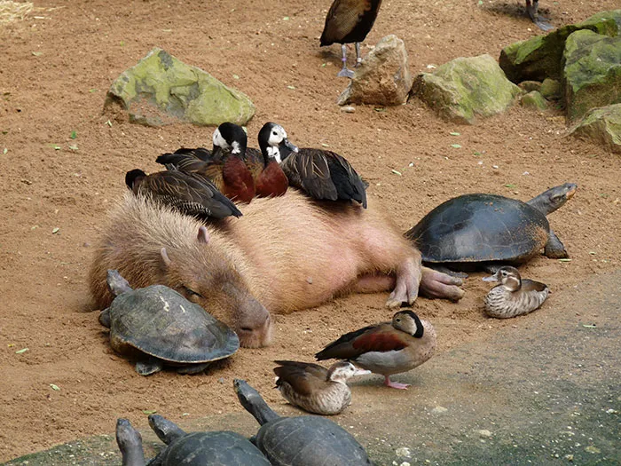 Capibara demasiado cansada para preocuparse