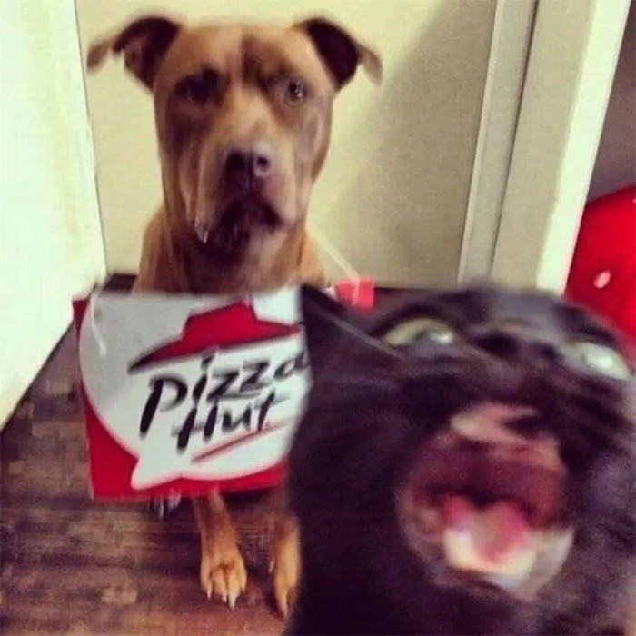 50 Times Asshole Cats Hilariously Photobombed Purrfect Shots