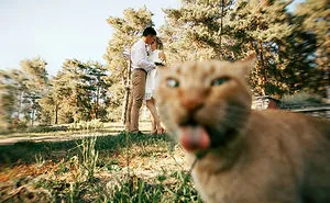 50 Times Asshole Cats Hilariously Photobombed Purrfect Shots
