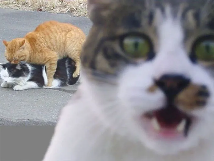 50 Times Asshole Cats Hilariously Photobombed Purrfect Shots