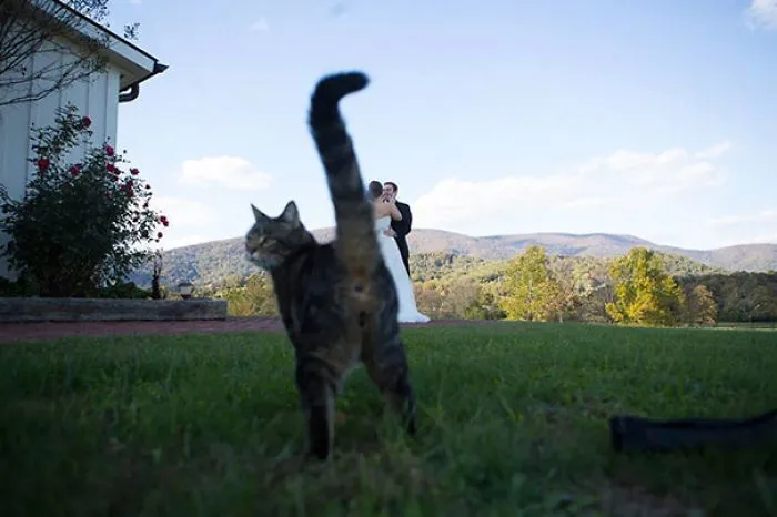 50 Times Asshole Cats Hilariously Photobombed Purrfect Shots