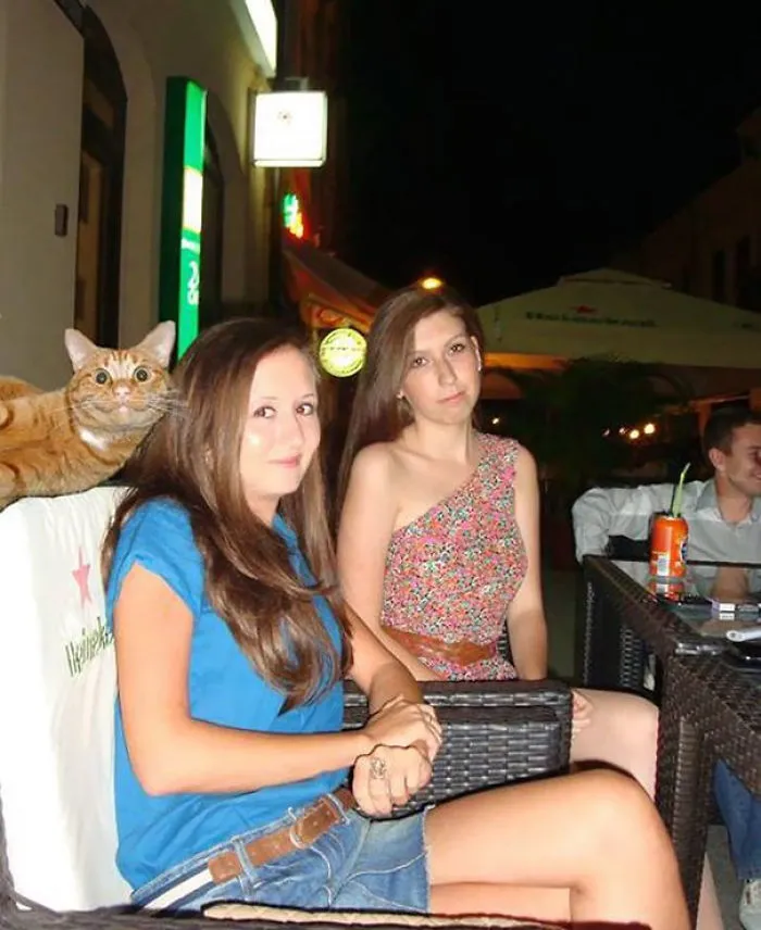 50 Times Asshole Cats Hilariously Photobombed Purrfect Shots