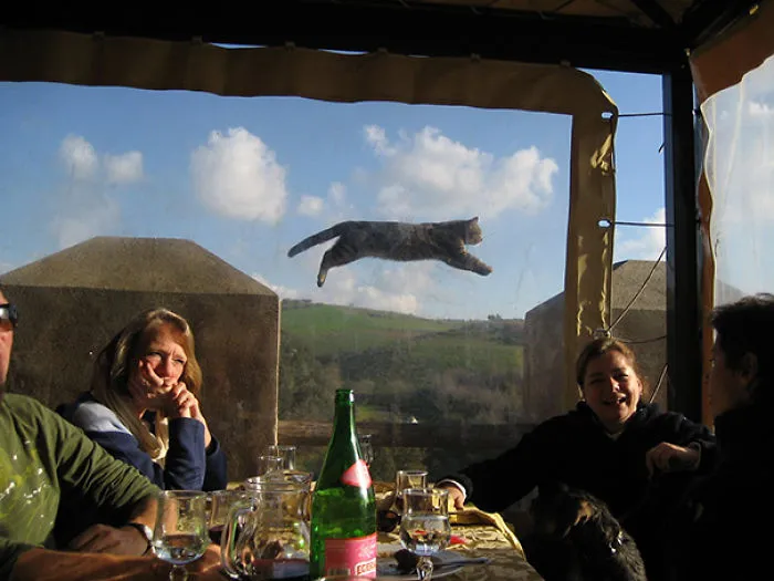 50 Times Asshole Cats Hilariously Photobombed Purrfect Shots