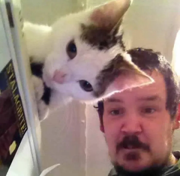 20 Gatos malvados que disfrutan haciendo photobomb en fotos ajenas