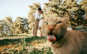 50 Times Asshole Cats Hilariously Photobombed Purrfect Shots