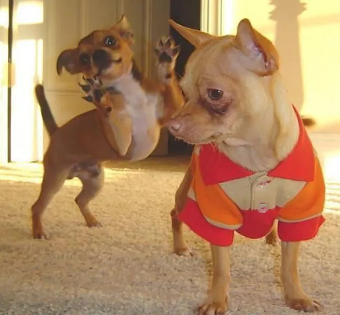 10+ Perros haciendo photobomb en fotos ajenas
