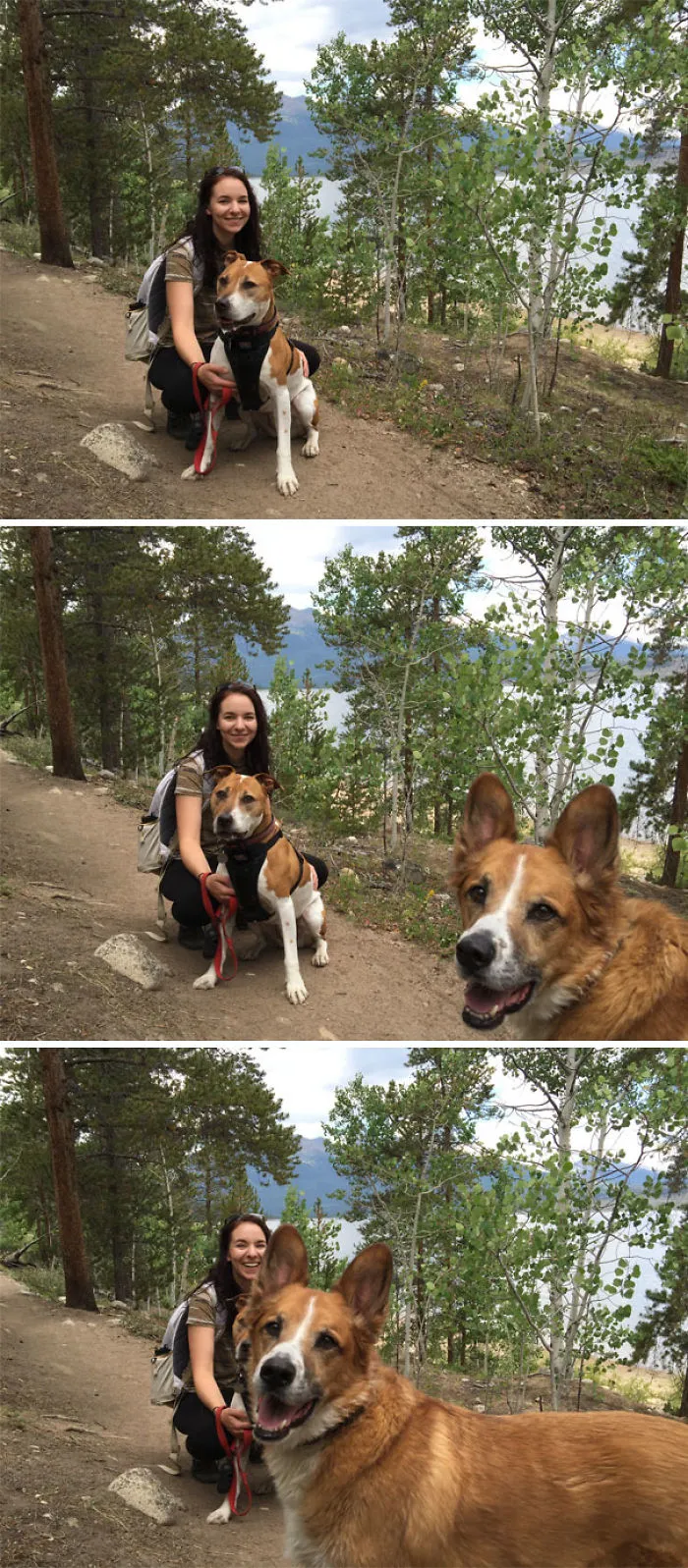 50 Times Asshole Dogs Ruined Perfect Shots