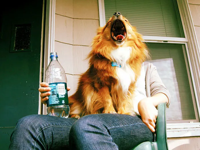 10+ Perros haciendo photobomb en fotos ajenas