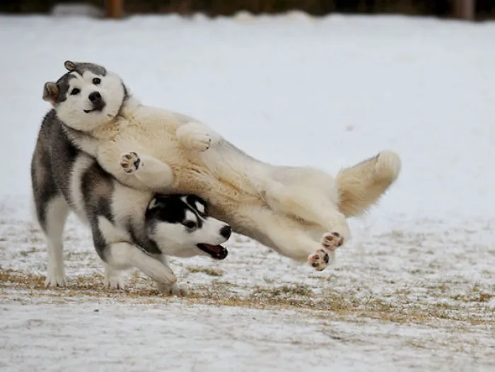 50 Times Asshole Dogs Ruined Perfect Shots