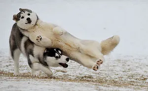 50 Times Asshole Dogs Ruined Perfect Shots