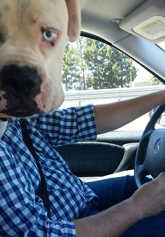50 Times Asshole Dogs Ruined Perfect Shots