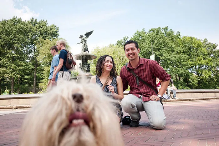10+ Perros haciendo photobomb en fotos ajenas