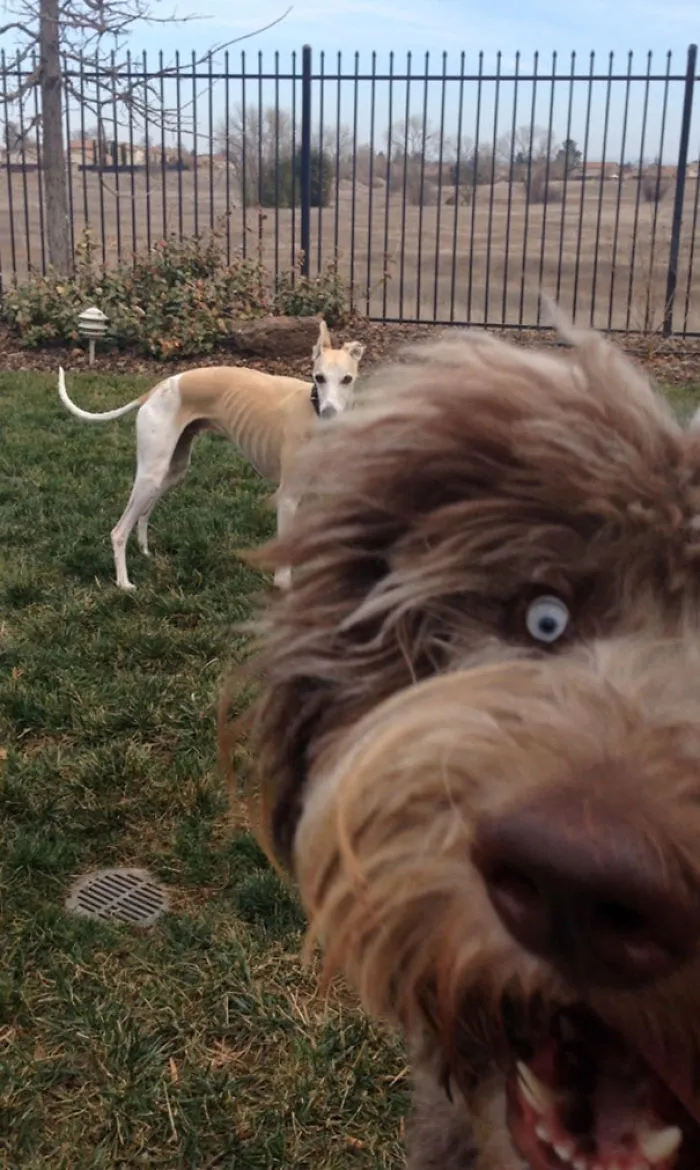50 Times Asshole Dogs Ruined Perfect Shots